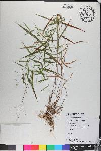 Dichanthelium dichotomum subsp. dichotomum image