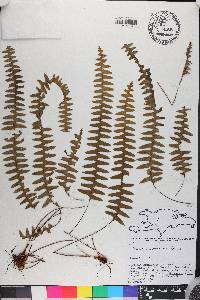 Grammitis asplenifolia image