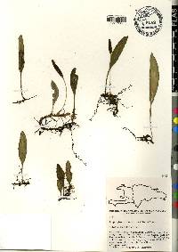 Elaphoglossum revolutum image