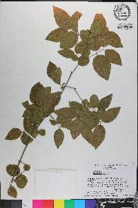 Sageretia minutiflora image