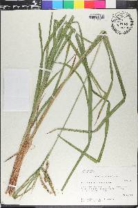 Carex crinita var. brevicrinis image