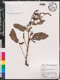 Rumex pulcher image