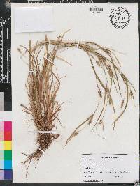 Carex crebriflora image