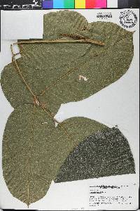 Ormosia krugii image