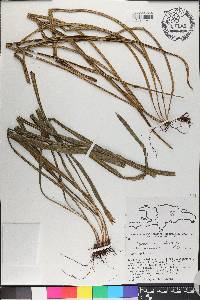 Campyloneurum angustifolium image