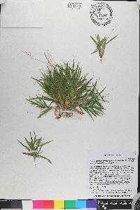 Dichanthelium strigosum var. glabrescens image