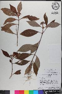 Psychotria nervosa image