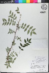 Zanthoxylum americanum image