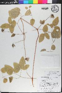 Clematis reticulata image