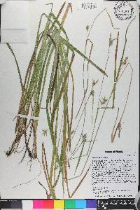 Carex folliculata image