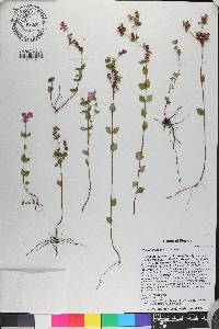 Rhexia nuttallii image