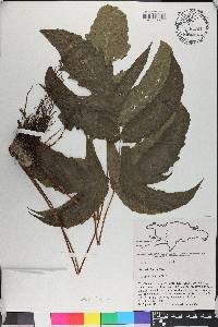Tectaria incisa image