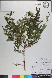 Hypericum frondosum image