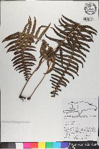 Polypodium loriceum image