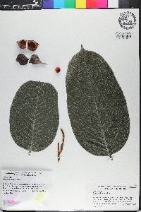 Ormosia krugii image