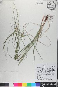 Cyperus tetragonus image