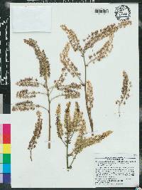 Stenanthium densum image