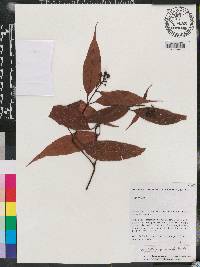 Psychotria acuminata image