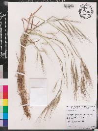 Bromus diandrus image