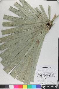 Serenoa repens image