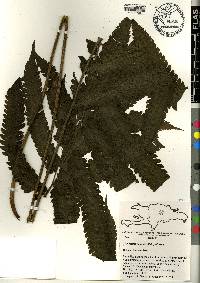 Thelypteris pennata image