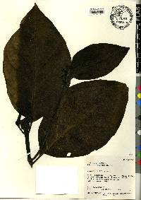 Pisonia grandis image