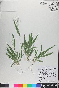 Dichanthelium laxiflorum image