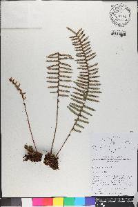 Polypodium squamatum image