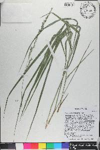 Chasmanthium laxum image