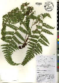 Polystichum polystichiforme image