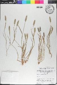 Alopecurus carolinianus image