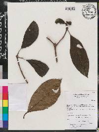 Rudgea viburnoides image