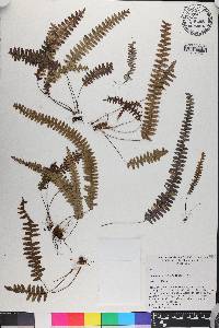Grammitis asplenifolia image