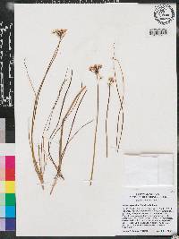 Allium speculae image