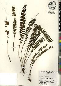 Nephrolepis cordifolia image