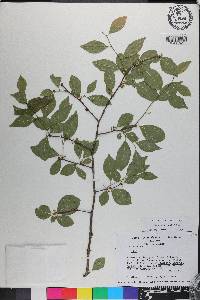 Ilex ambigua image