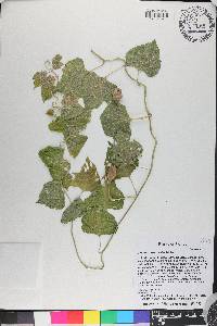 Ipomoea macrorhiza image