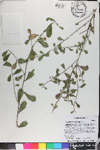 Baccharis glomeruliflora image