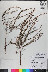 Hypericum brachyphyllum image