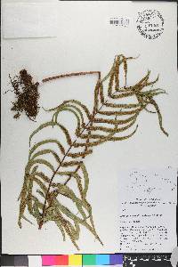 Serpocaulon acuminatum image