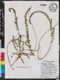 Lythrum alatum var. alatum image