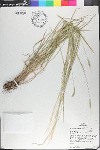 Alopecurus aequalis image