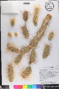 Cylindropuntia munzii image