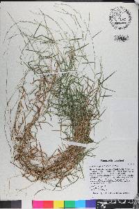 Muhlenbergia schreberi image