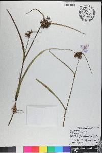 Tradescantia roseolens image