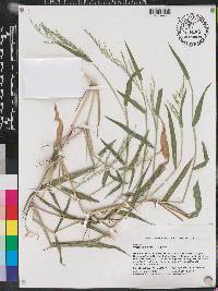 Urochloa ramosa image