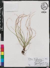 Carex floridana image