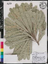 Banksia aemula image