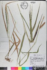 Panicum hemitomon image