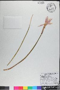 Zephyranthes simpsonii image